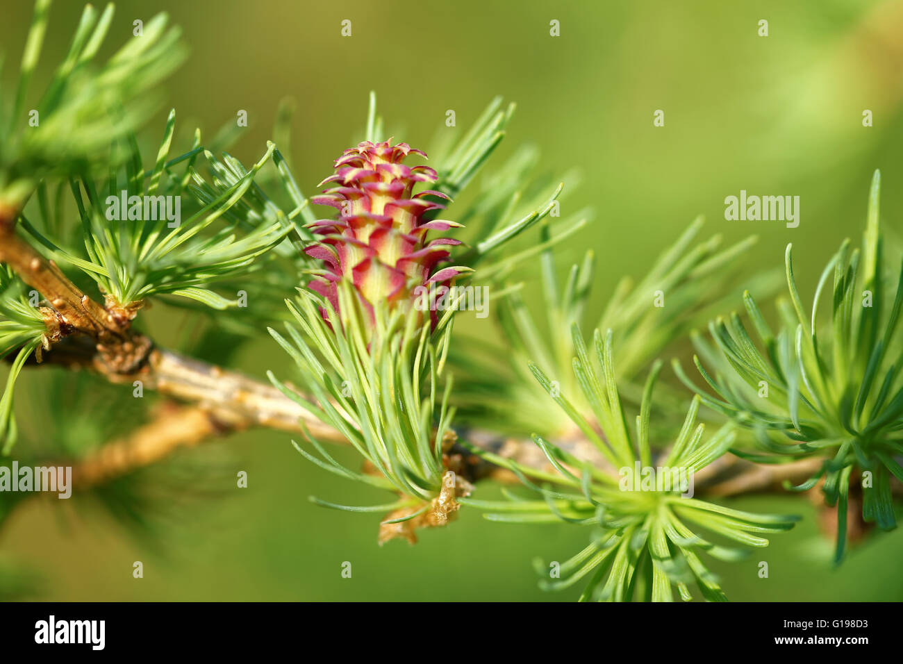 Ovulate cone (strobilus) of larch tree in spring, beginning of May. Stock Photo