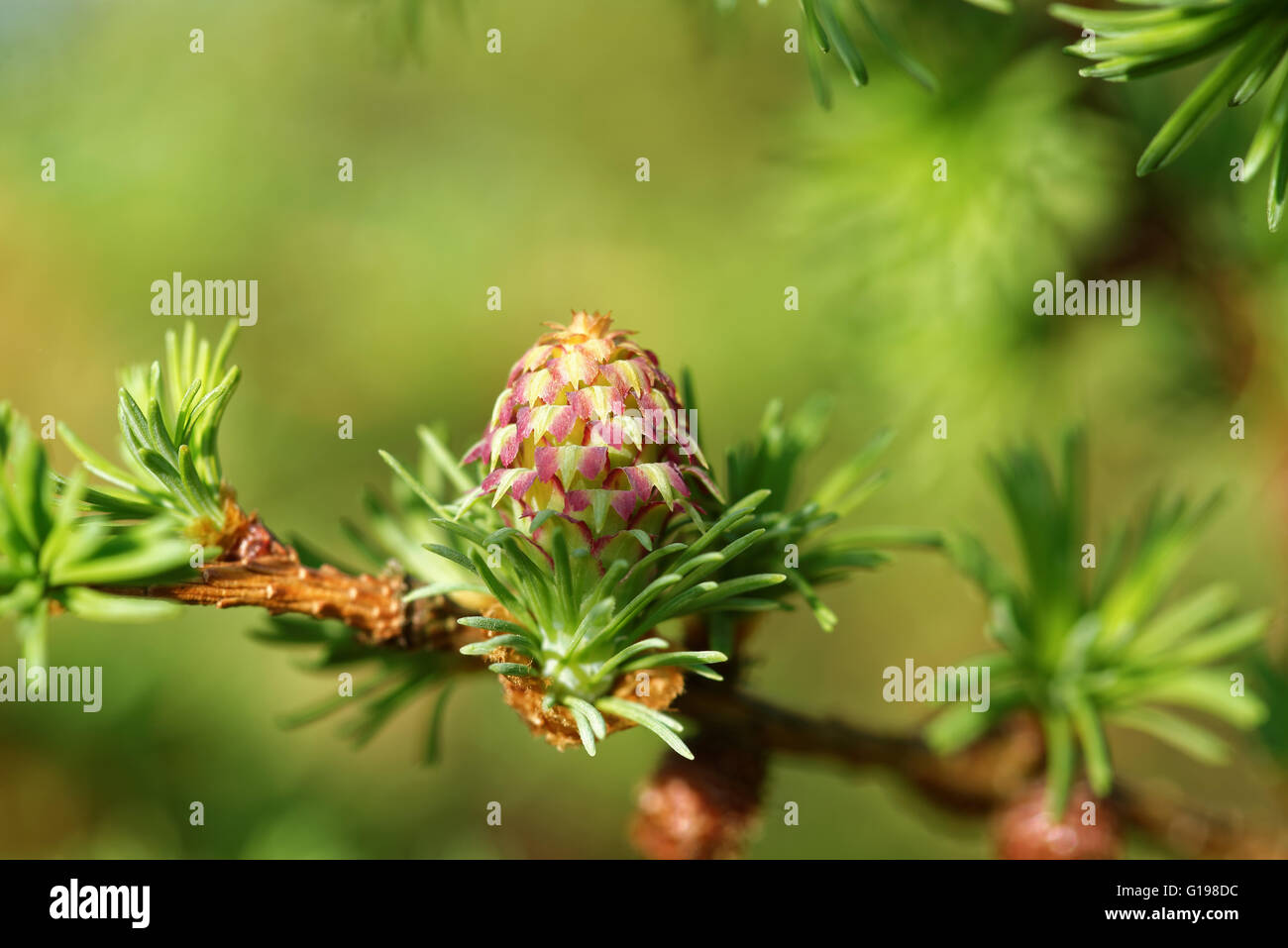 Ovulate cone and pollen cones of larch tree in spring, beginning of May. Stock Photo