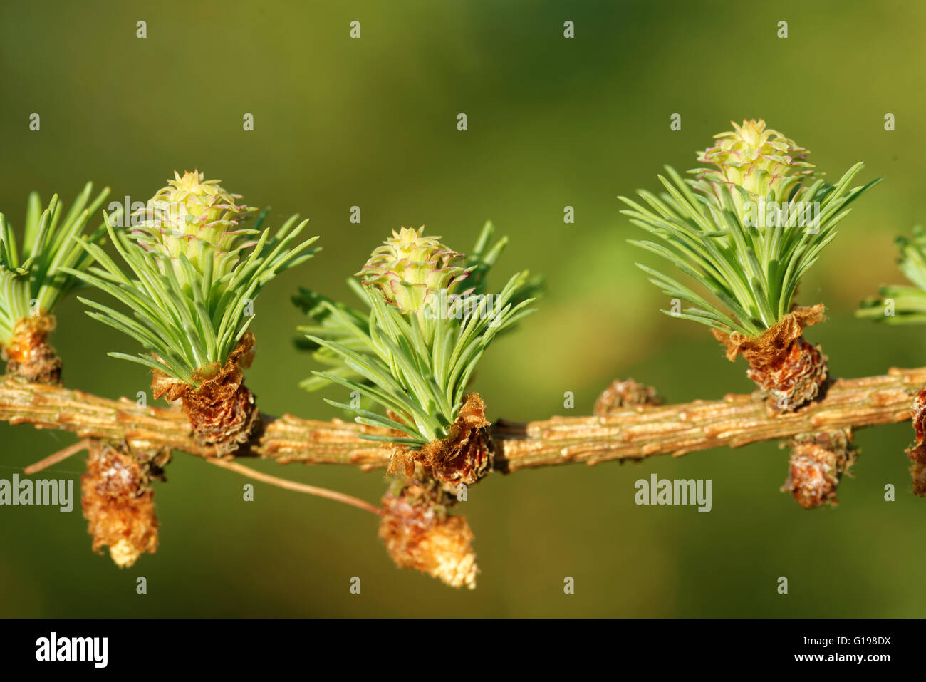 Ovulate cones and pollen cones of larch tree in spring, beginning of May. Stock Photo