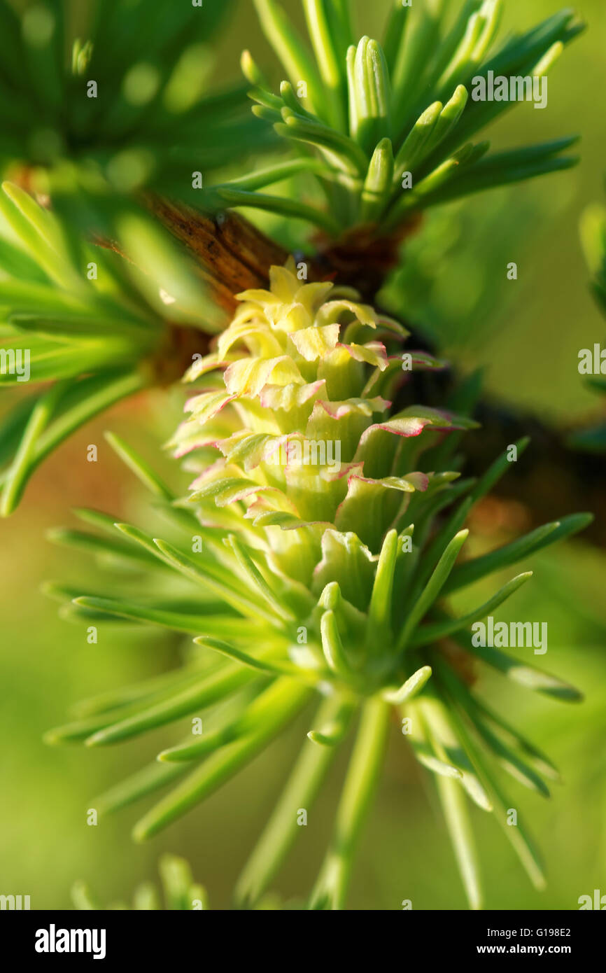 Ovulate cone (strobilus) of larch tree in spring, beginning of May. Stock Photo