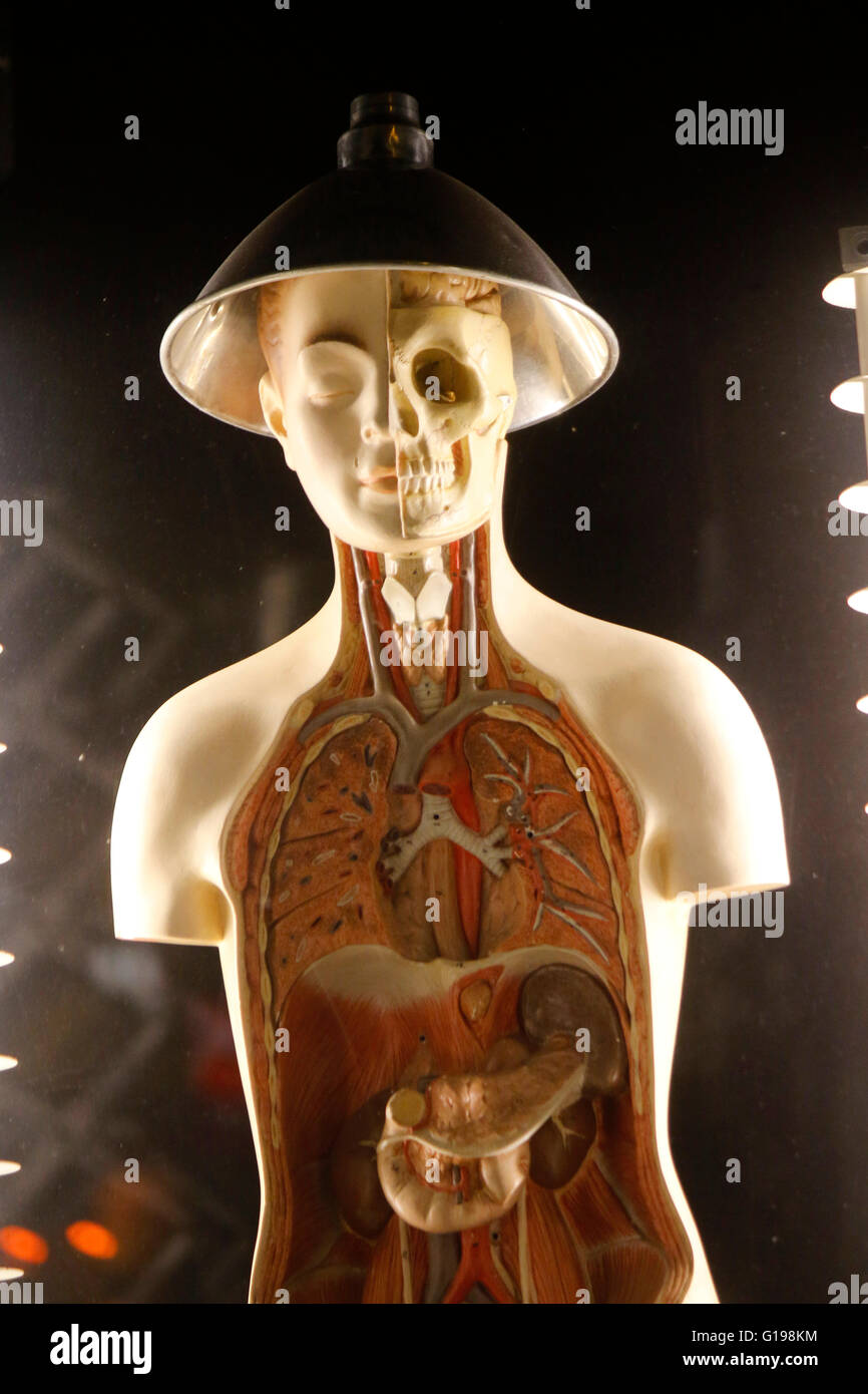 anatomisches Modell eines Menschen, Berlin. Stock Photo