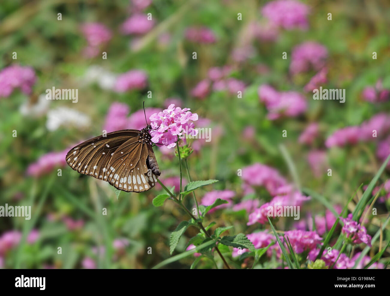 Common crow butterfly, Euploea Core, feeding on pink flowers. Dark brown butterfly with white spots on wing and body. Stock Photo