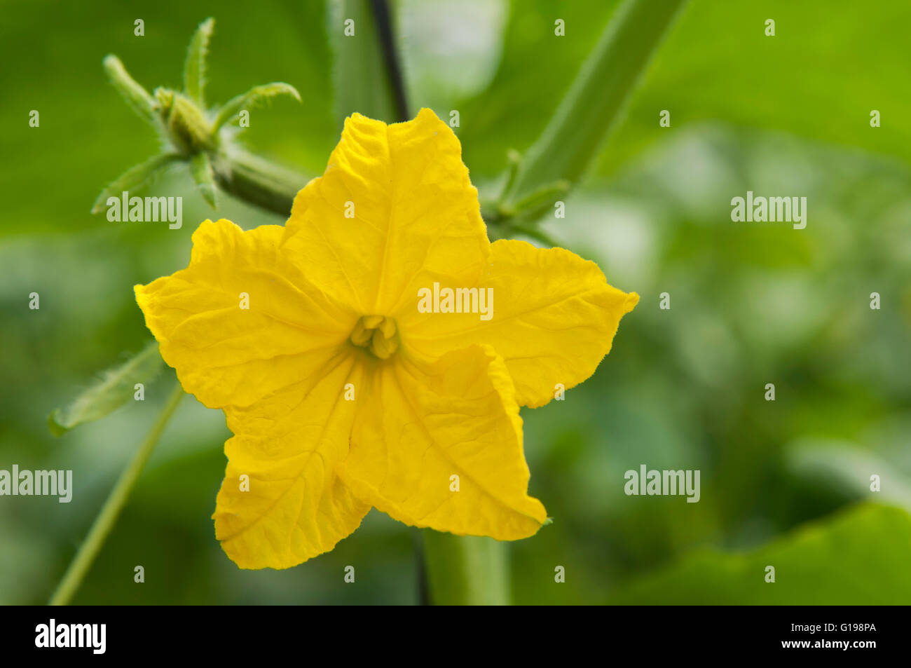Cucumber flower sale