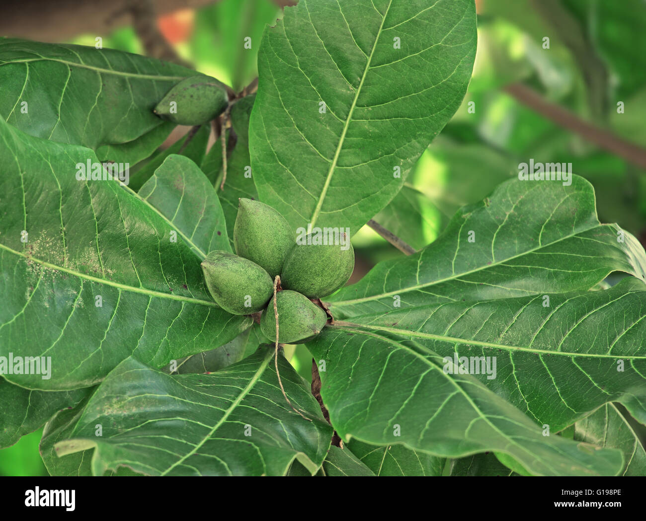 Tropical almond, terminalia catappa, a tropical deciduous tree producing almond taste seeds. Also called  Indian almond, badam. Stock Photo
