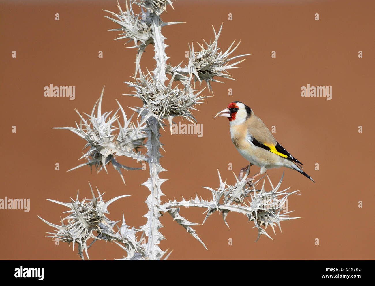 Goldfinch feed on thorn Stock Photo