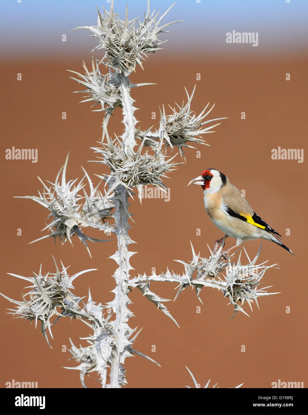 Goldfinch feed on thorn Stock Photo