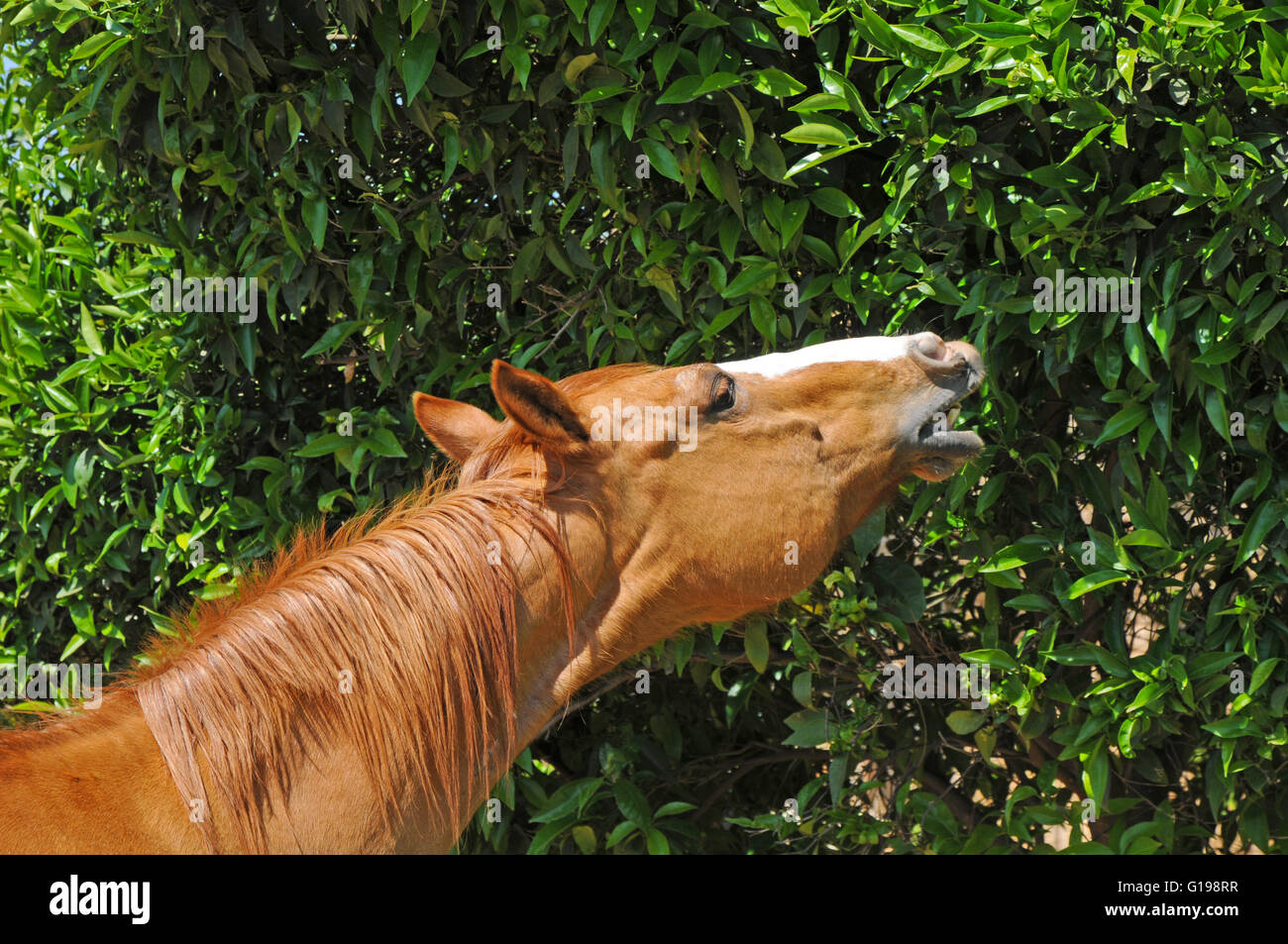 Horse eat leaves from a bush Stock Photo Alamy