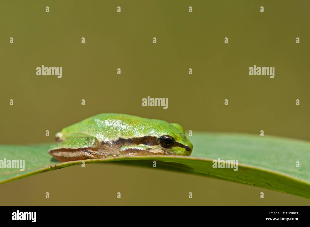 Middle East tree frog, Hyla savignyi Stock Photo Alamy