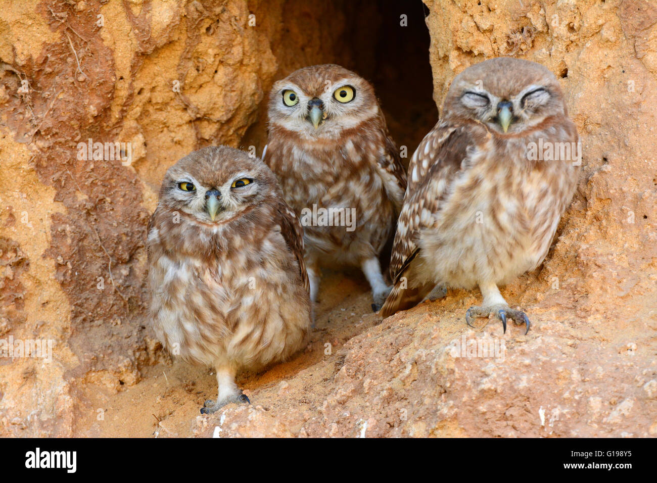 Little owl chicks in burrow Entrance Stock Photo
