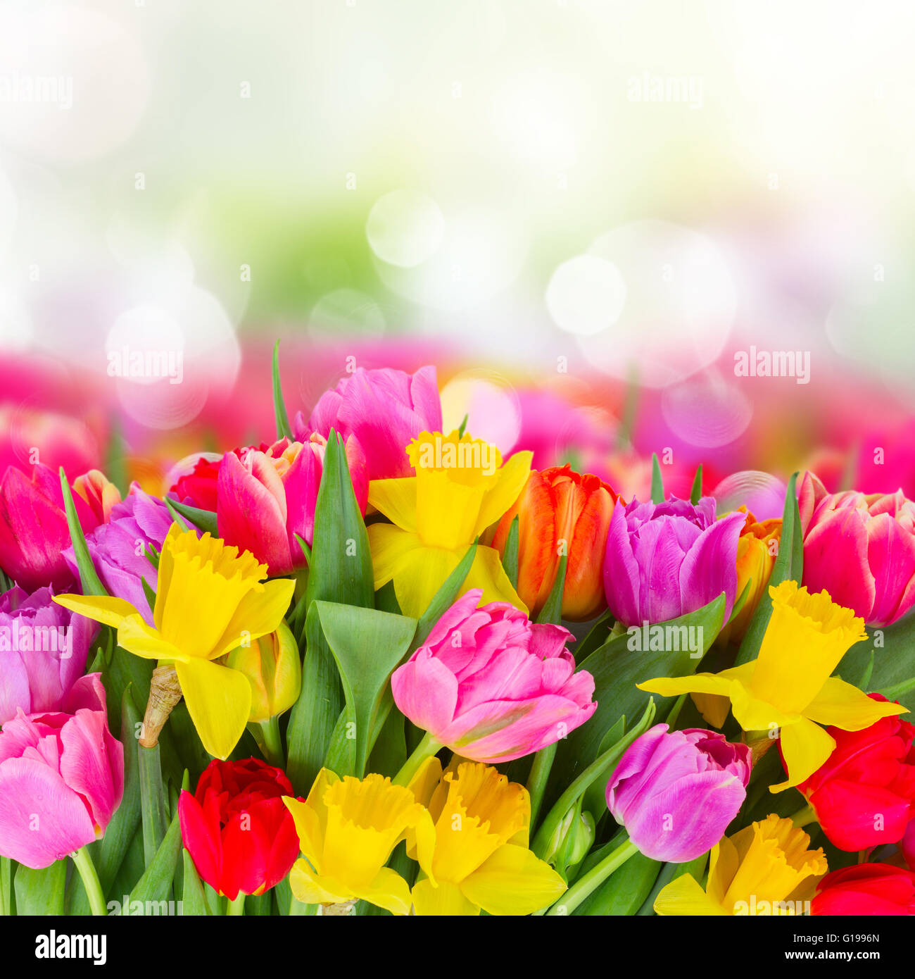 bouquet of tulips and daffodils Stock Photo - Alamy