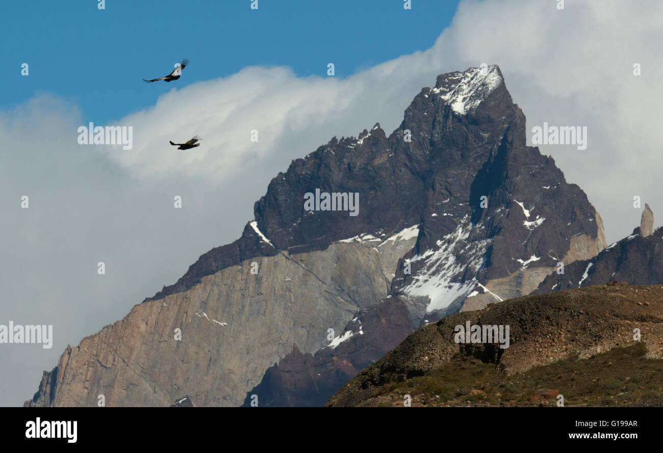 Andean Condors (Vultur gryphus) Soaring over mountains, Torres del Paine National Park, Chile Stock Photo