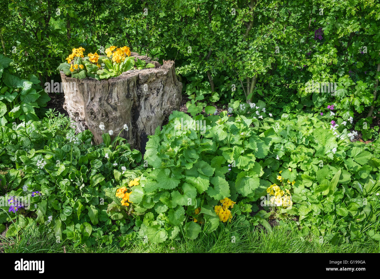 Tree stump with spring season flowers, Regents Park, London, UK Stock Photo