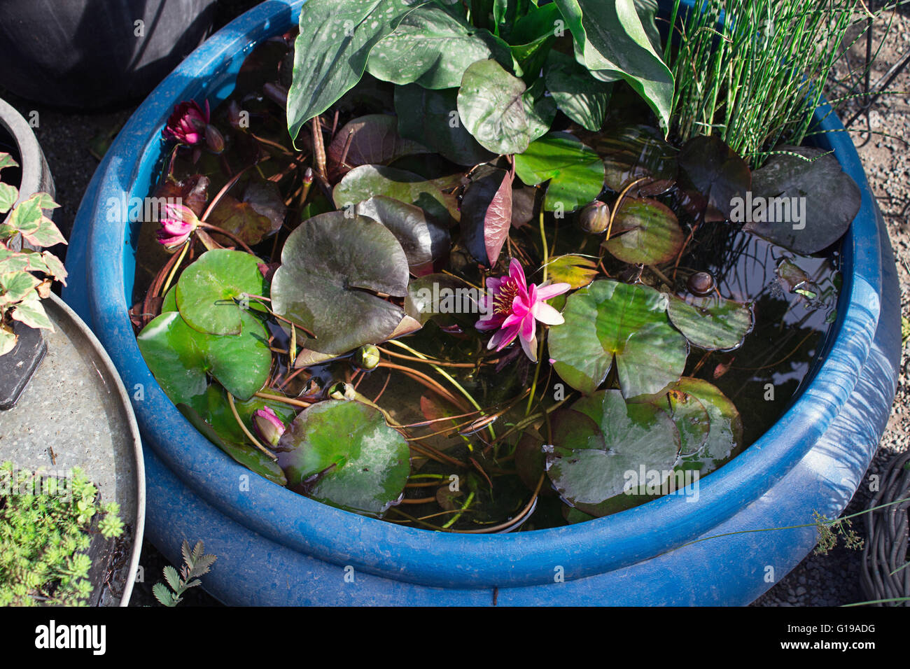 A big decoration vase for water plants in the garden, sunshining Stock