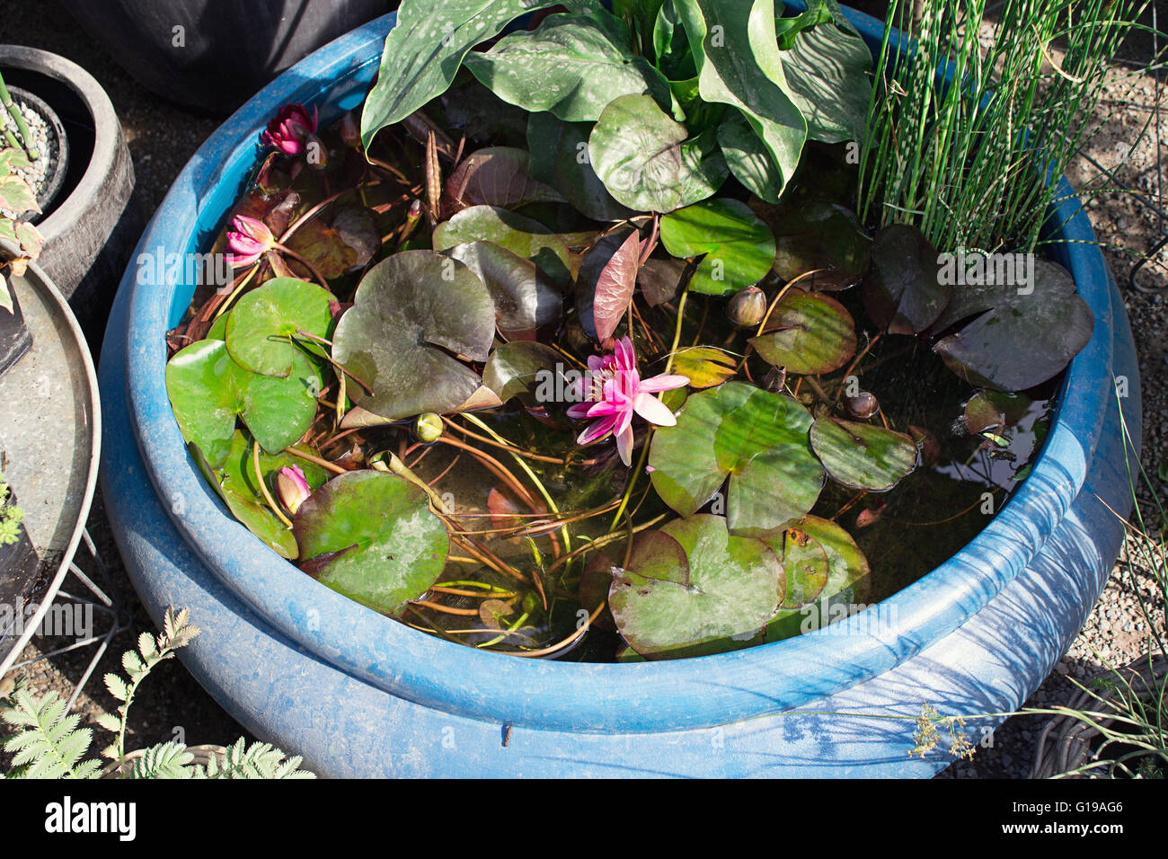 A Big Decoration Vase For Water Plants In The Garden Sunshining