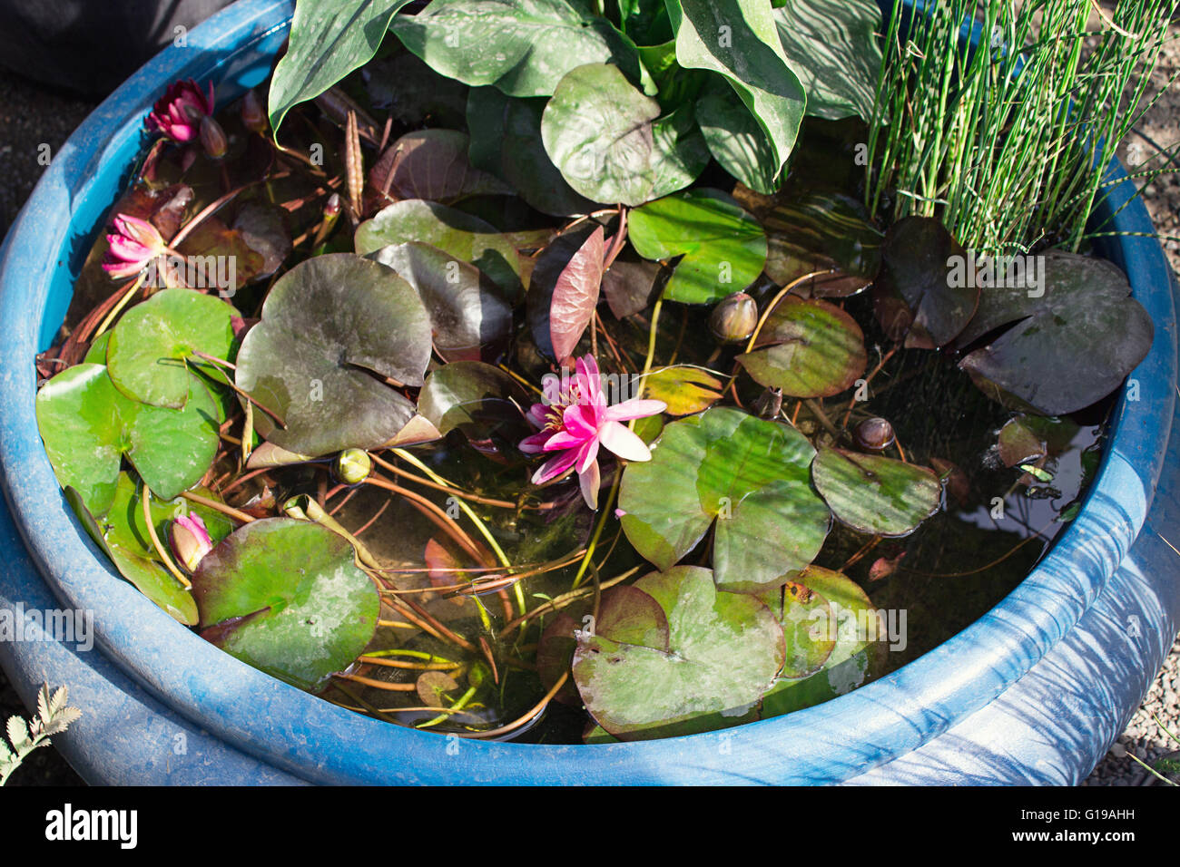 A Big Decoration Vase For Water Plants In The Garden Sunshining