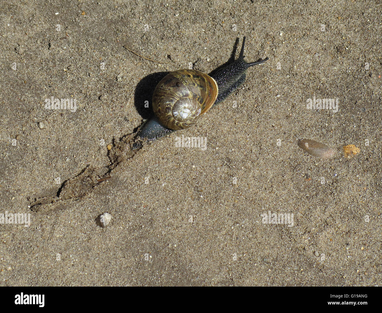 Snail Slime Trail Stock Photos & Snail Slime Trail Stock Images Alamy