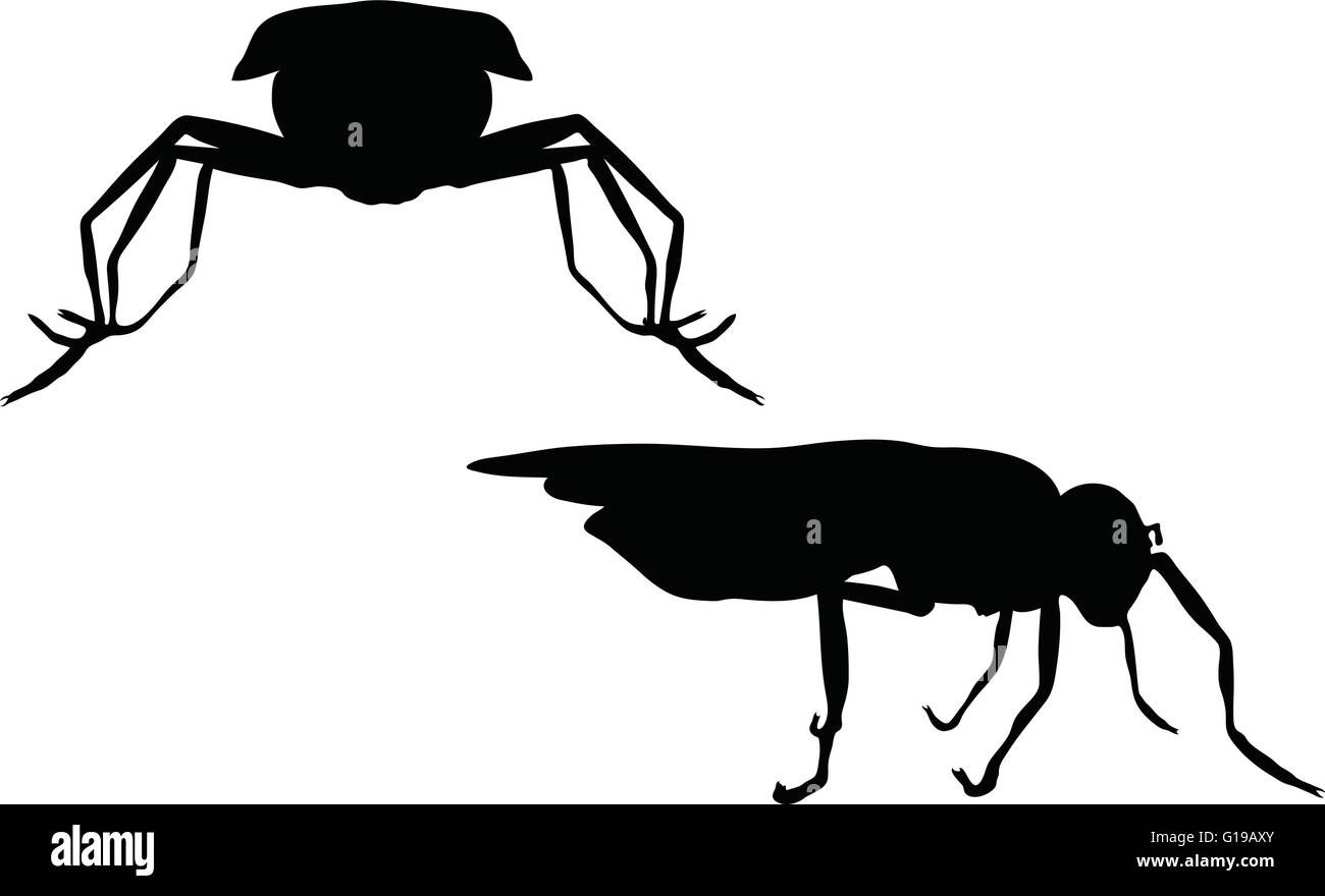 Vector Image - bug fly silhouette isolated on white background Stock ...