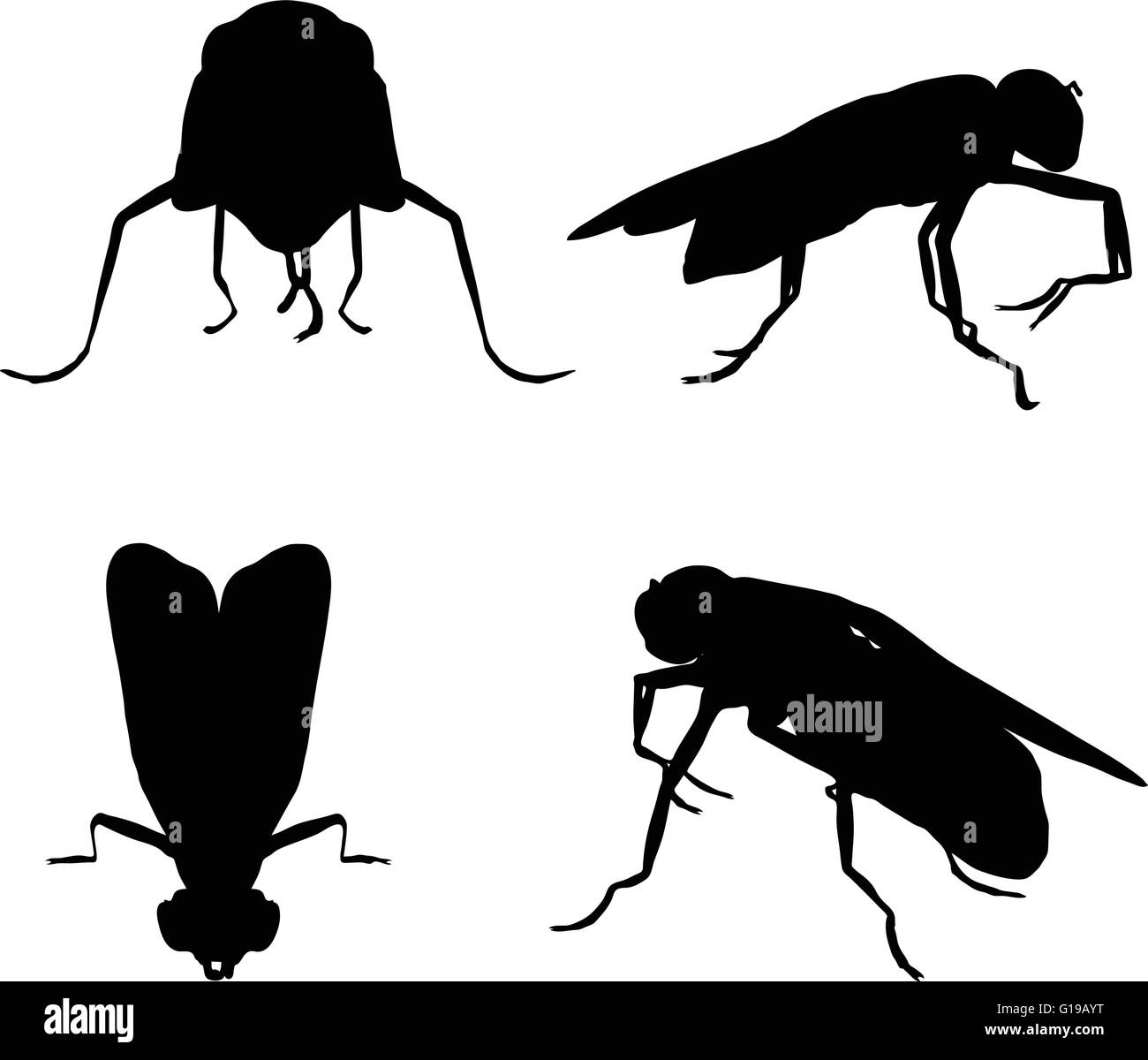 Vector Image - bug fly silhouette isolated on white background Stock ...