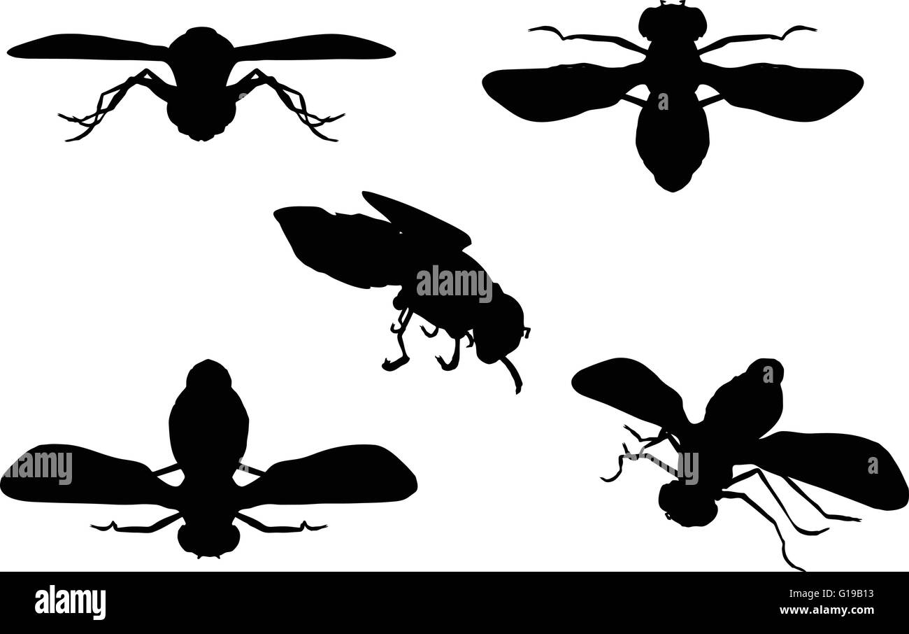 Vector Image - bug fly silhouette isolated on white background Stock ...