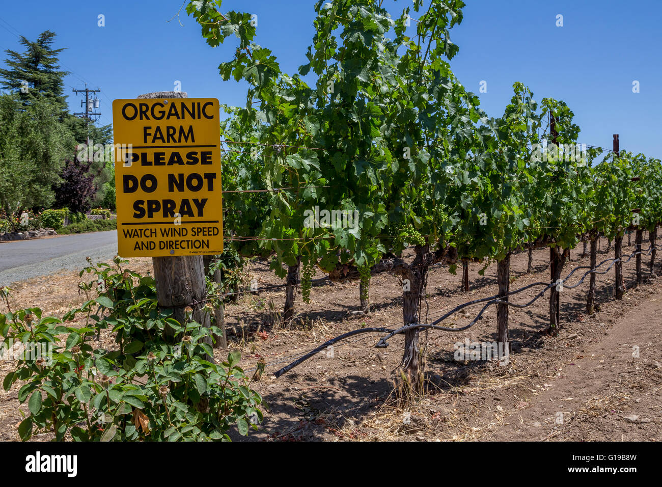 organic grapes, organic grapevines, organic grape vineyard, organic vineyard, organic farm, town of Saint Helena, Napa Valley, California Stock Photo