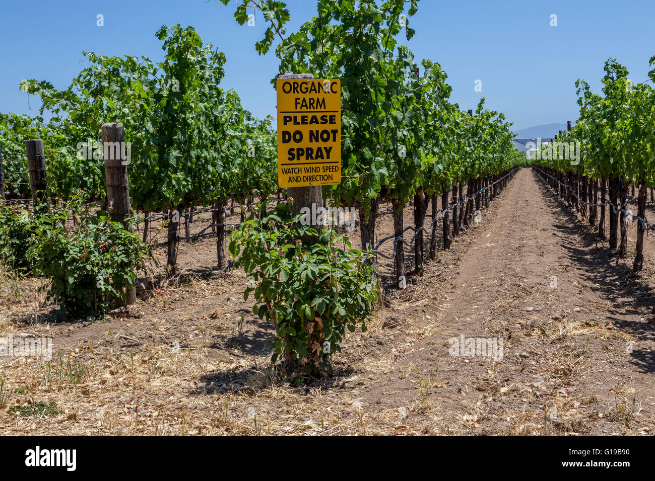organic grapes, organic grapevines, organic grape vineyard, organic vineyard, organic farm, town of Saint Helena, Napa Valley, California Stock Photo
