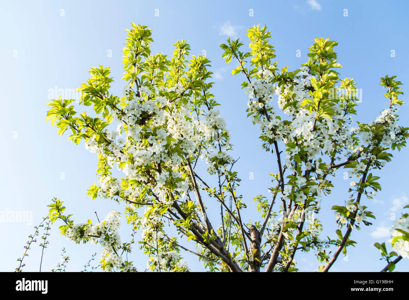Cherry blossoms against the blue sky Stock Photo - Alamy
