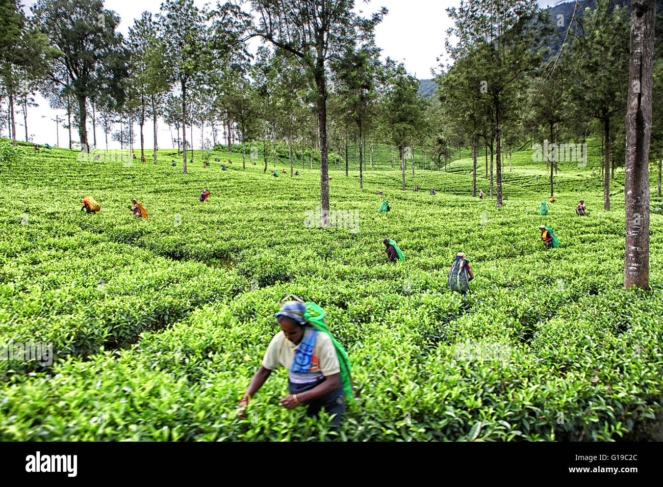Women picking tea at a plantation near Nuwara Eliya, Sri Lanka Stock Photo