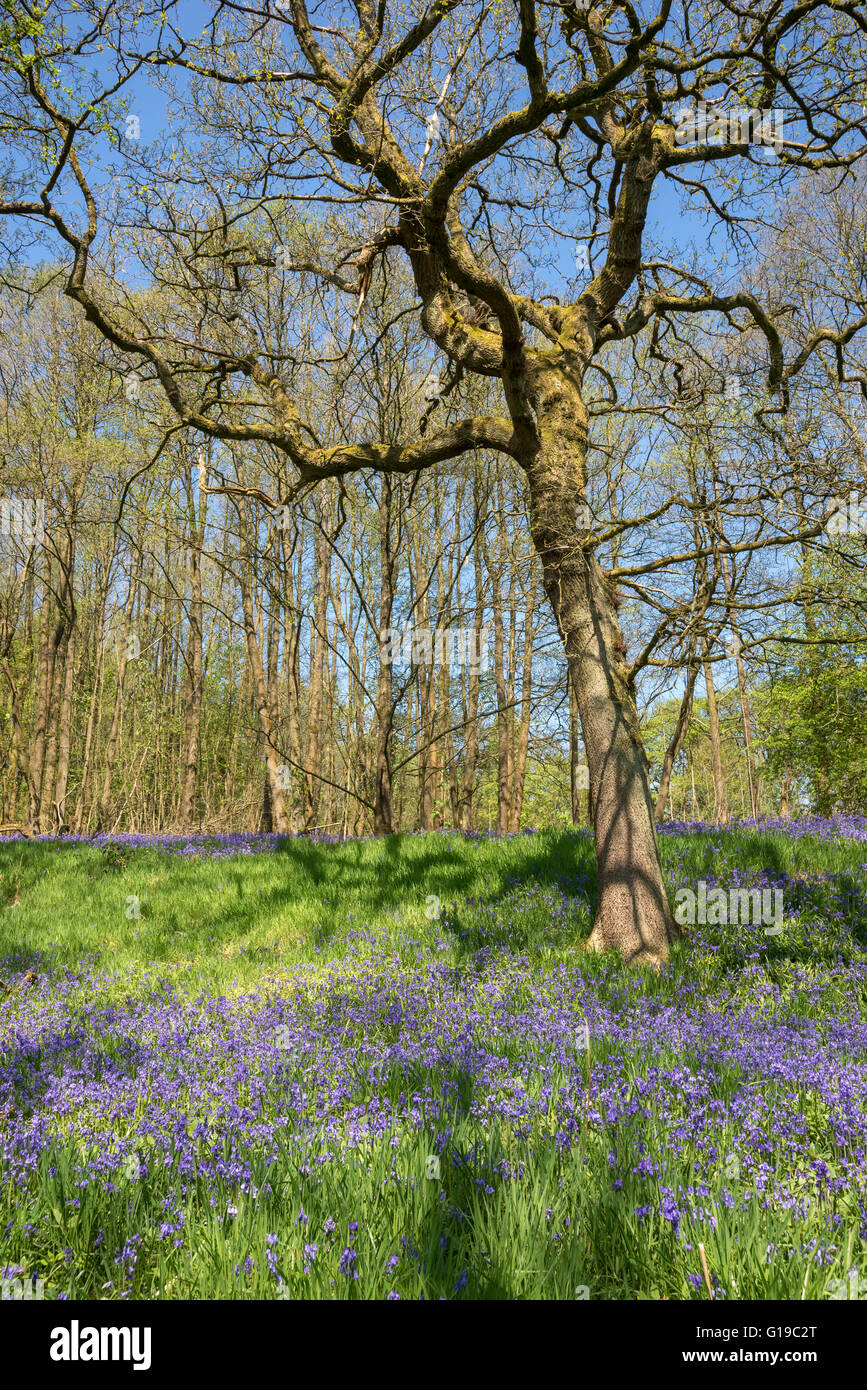 English Oak tree in an English bluebell wood in spring Stock Photo - Alamy