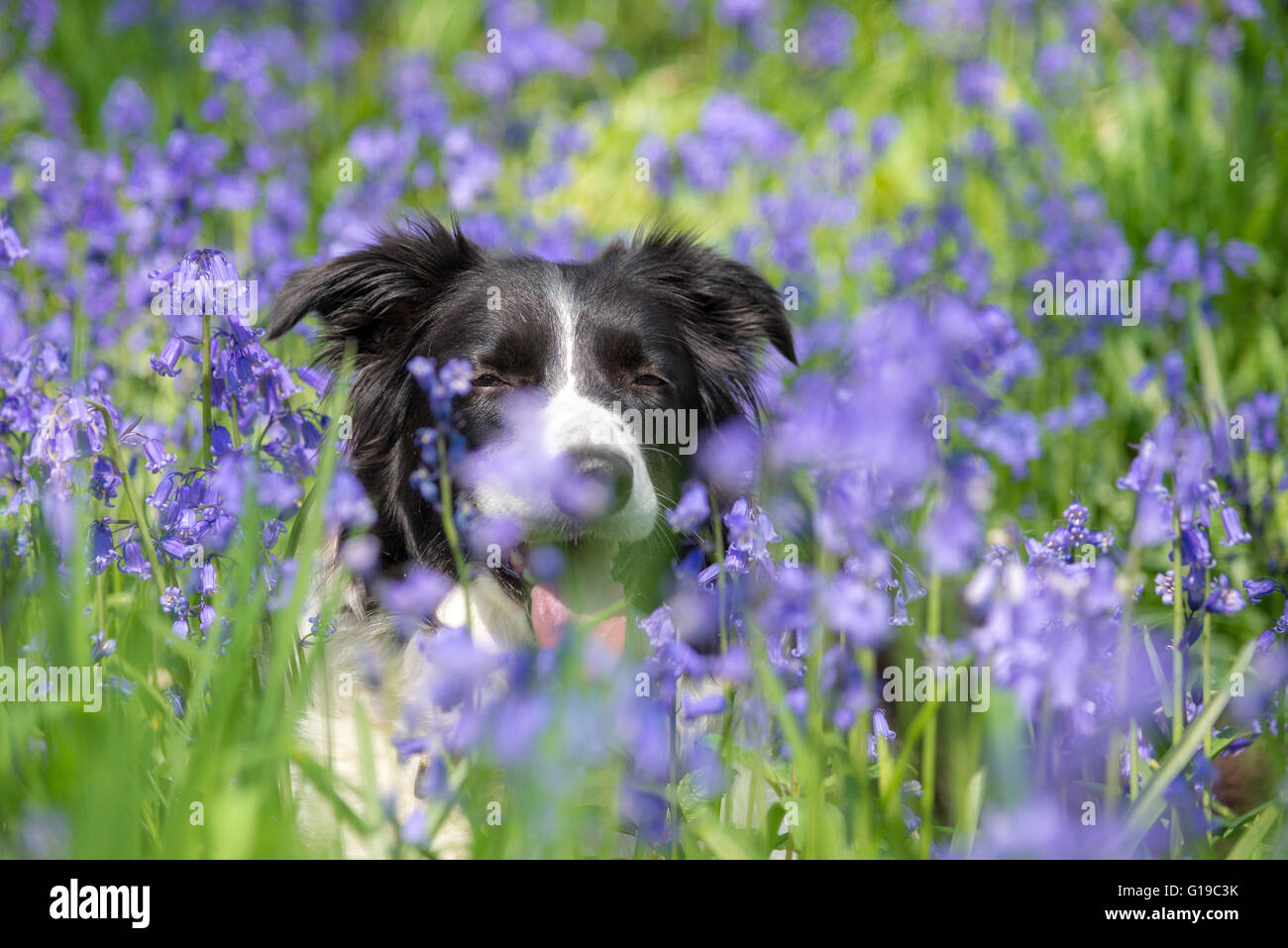 Spring Border Collies A beautiful Border Collie in a patch of bluebells in lovely spring ...