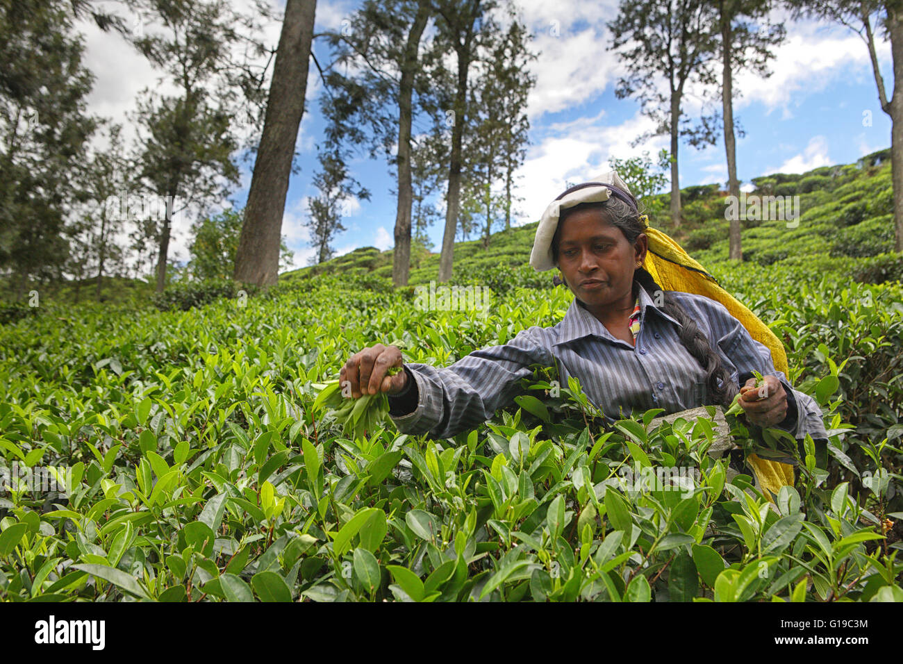 Portrait of a tea picker with a handful of tea leaves Stock Photo