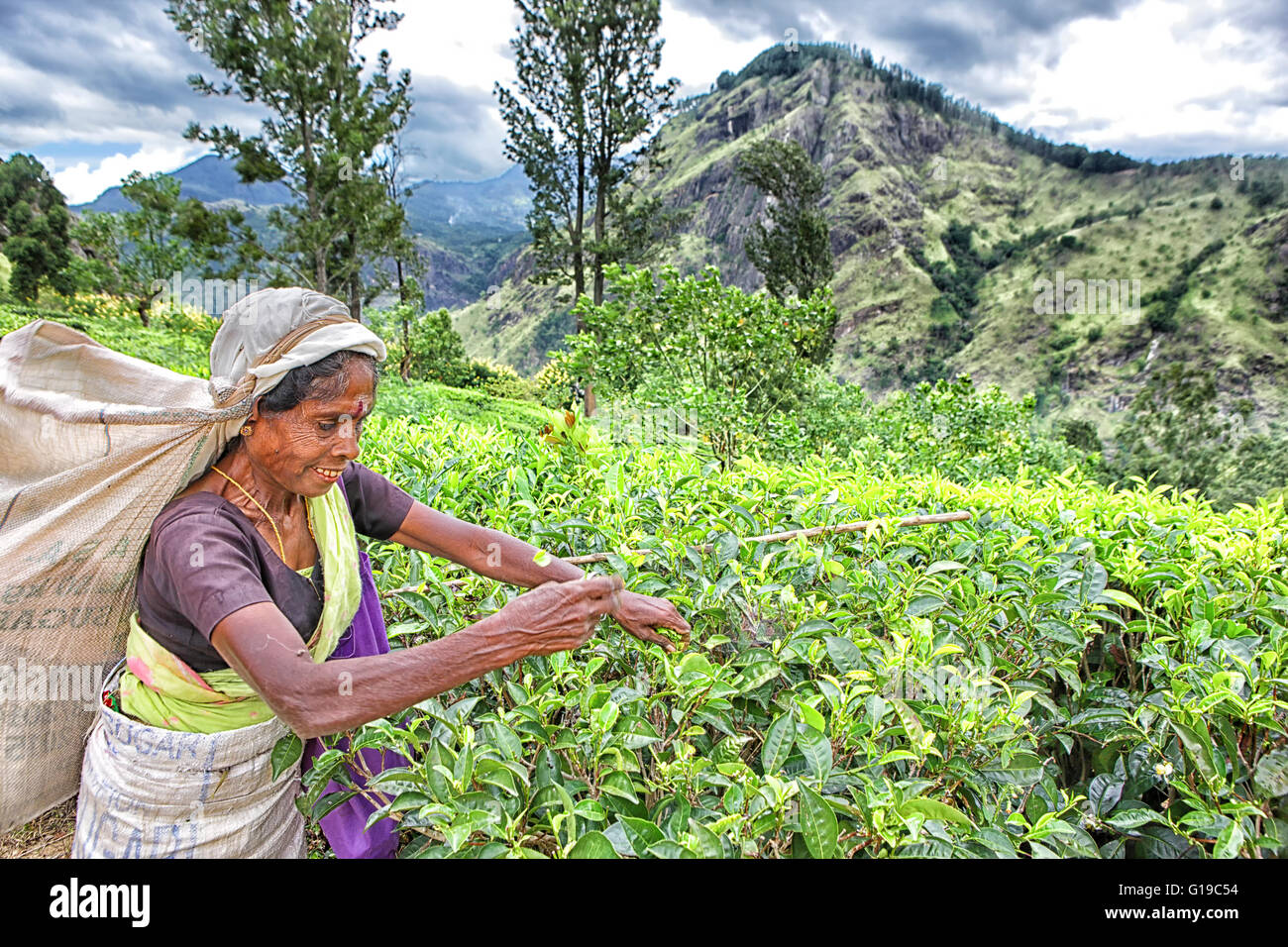 Portrait of a tea picker with a handful of tea leaves Stock Photo