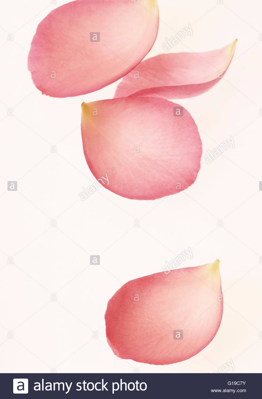 Pink Rose Petals Falling High Resolution Stock Photography and Images