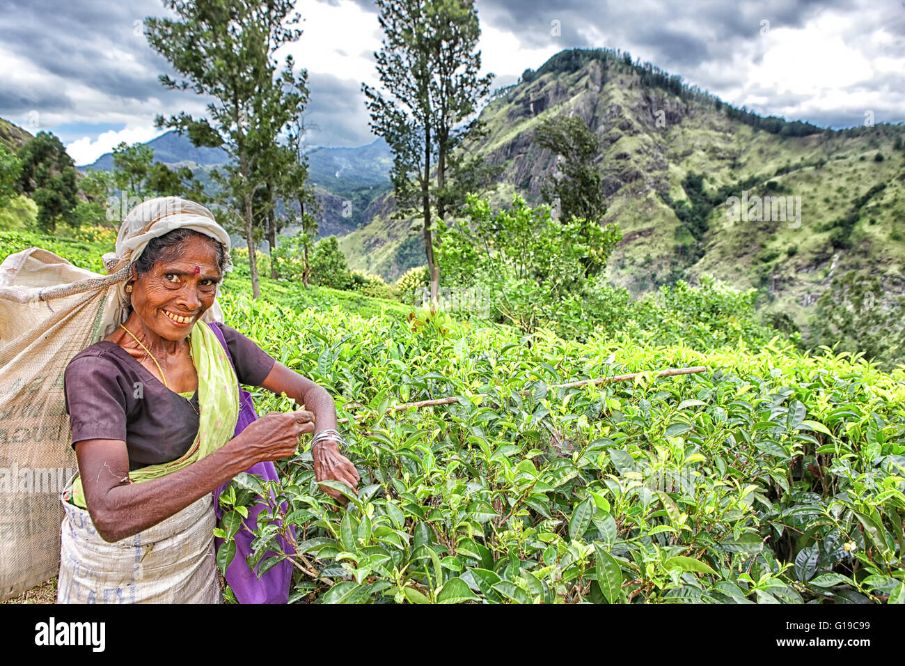 Portrait of a tea picker with a handful of tea leaves Stock Photo