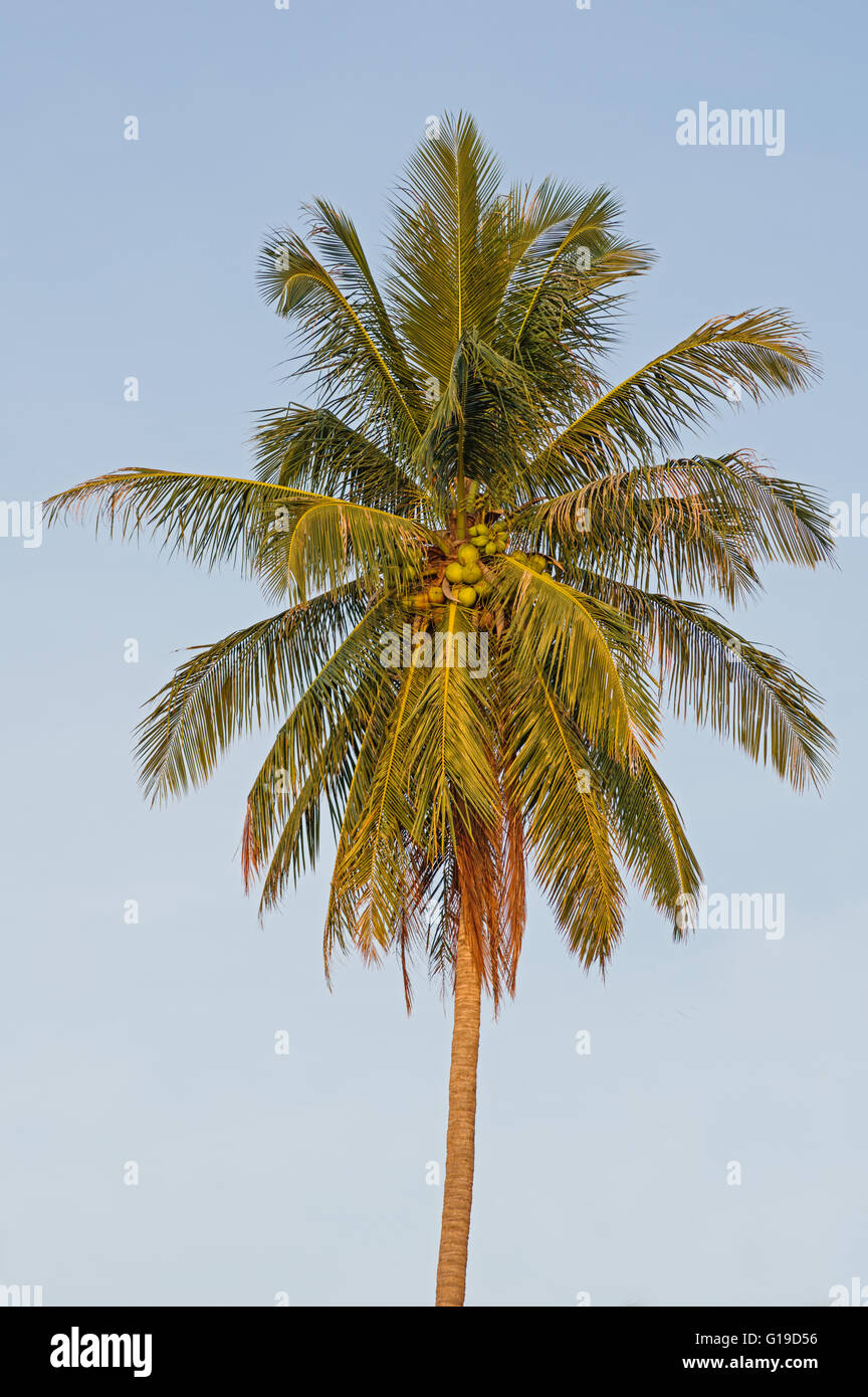 lone coconut palm top with fronds and coconuts Stock Photo