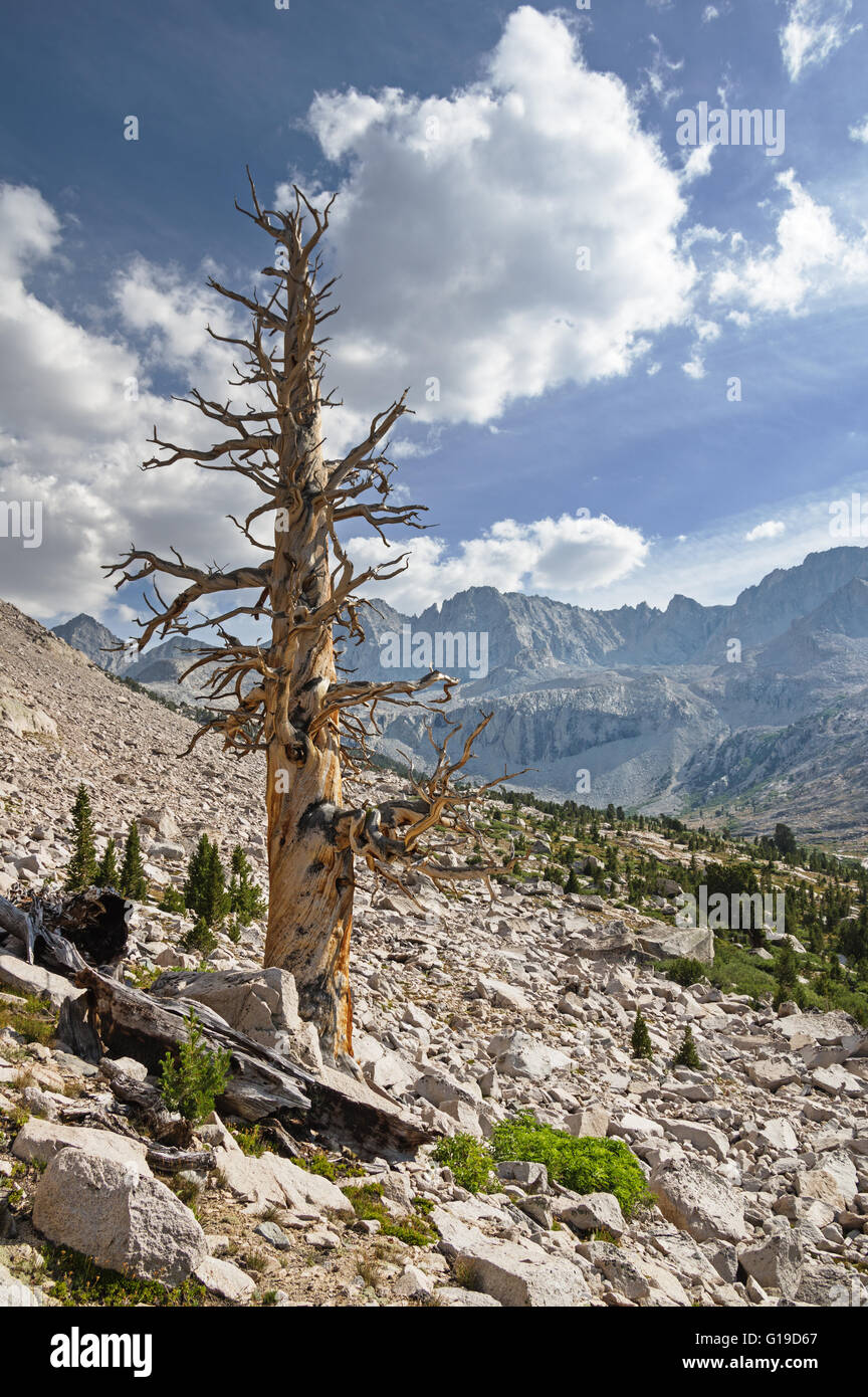 dead pine tree in the Sierra Nevada Mountains Stock Photo Alamy