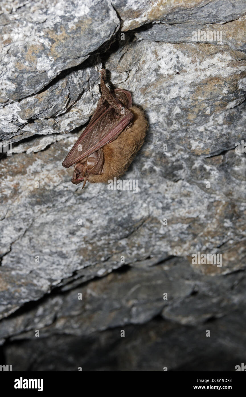 Townsends big eared bat sleeping in a mine hanging from the ceiling Stock Photo