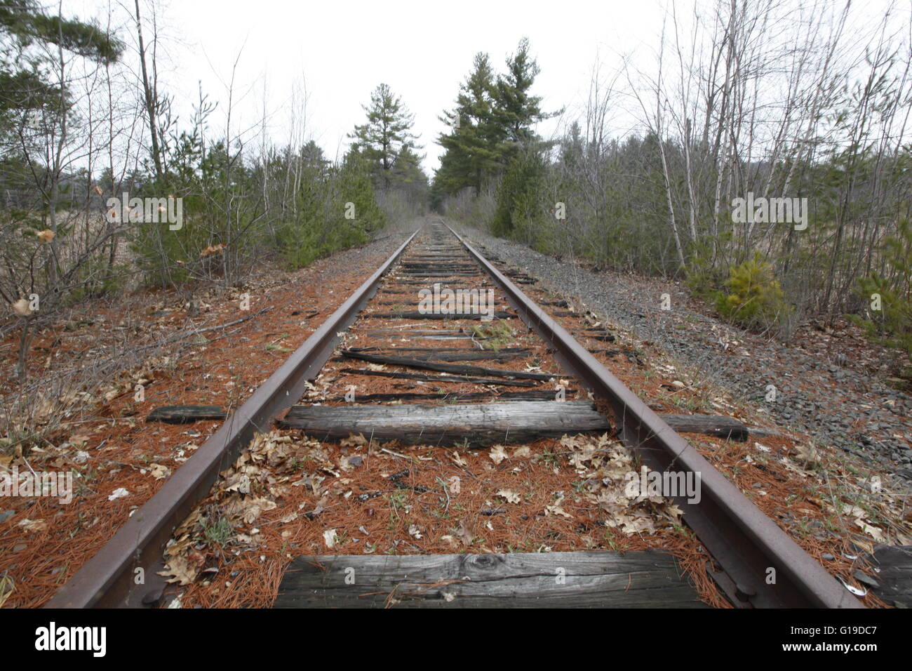 A view down old abandoned railroad tracks through a forest Stock Photo