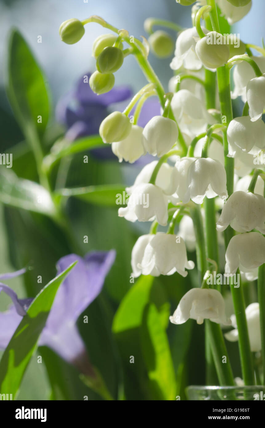 Lilly of the valley flowers hi-res stock photography and images - Alamy