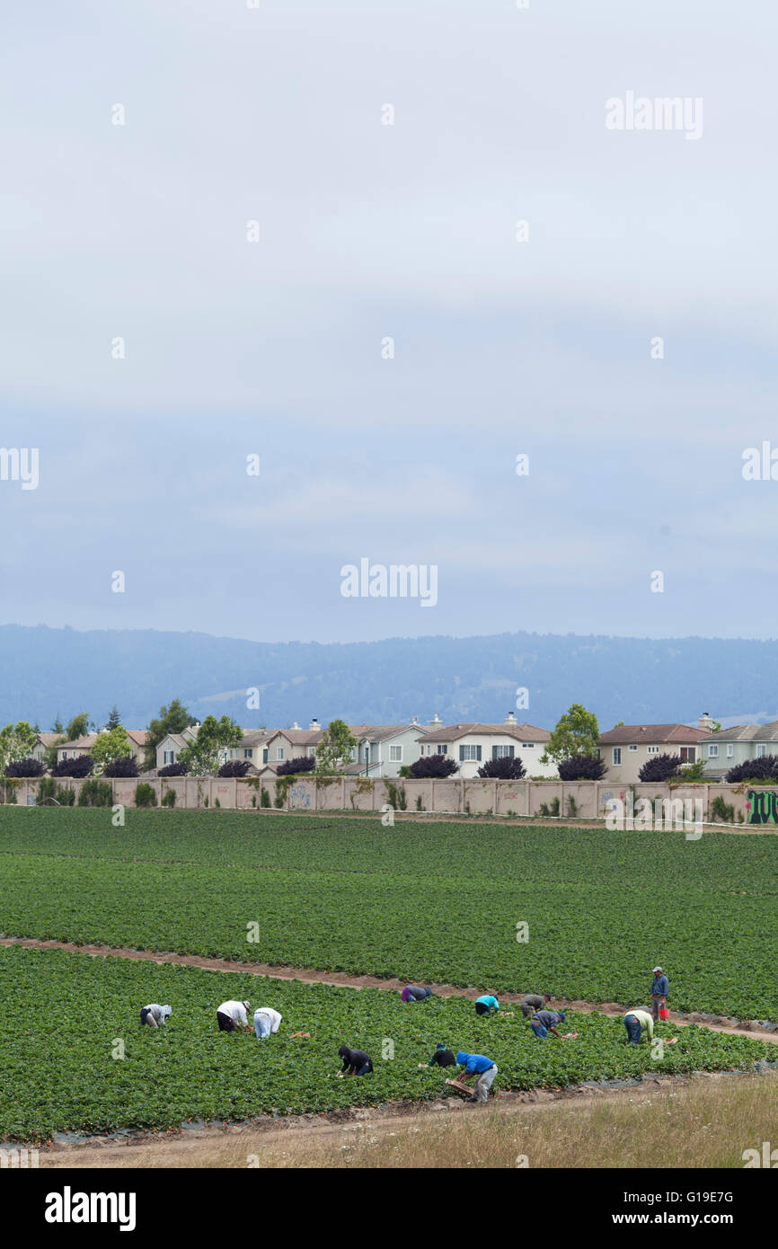 Workers in a field next to a subdivision. Stock Photo