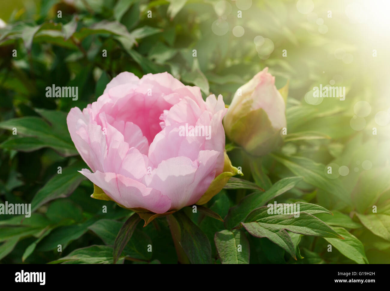 beautiful pink peony Stock Photo - Alamy