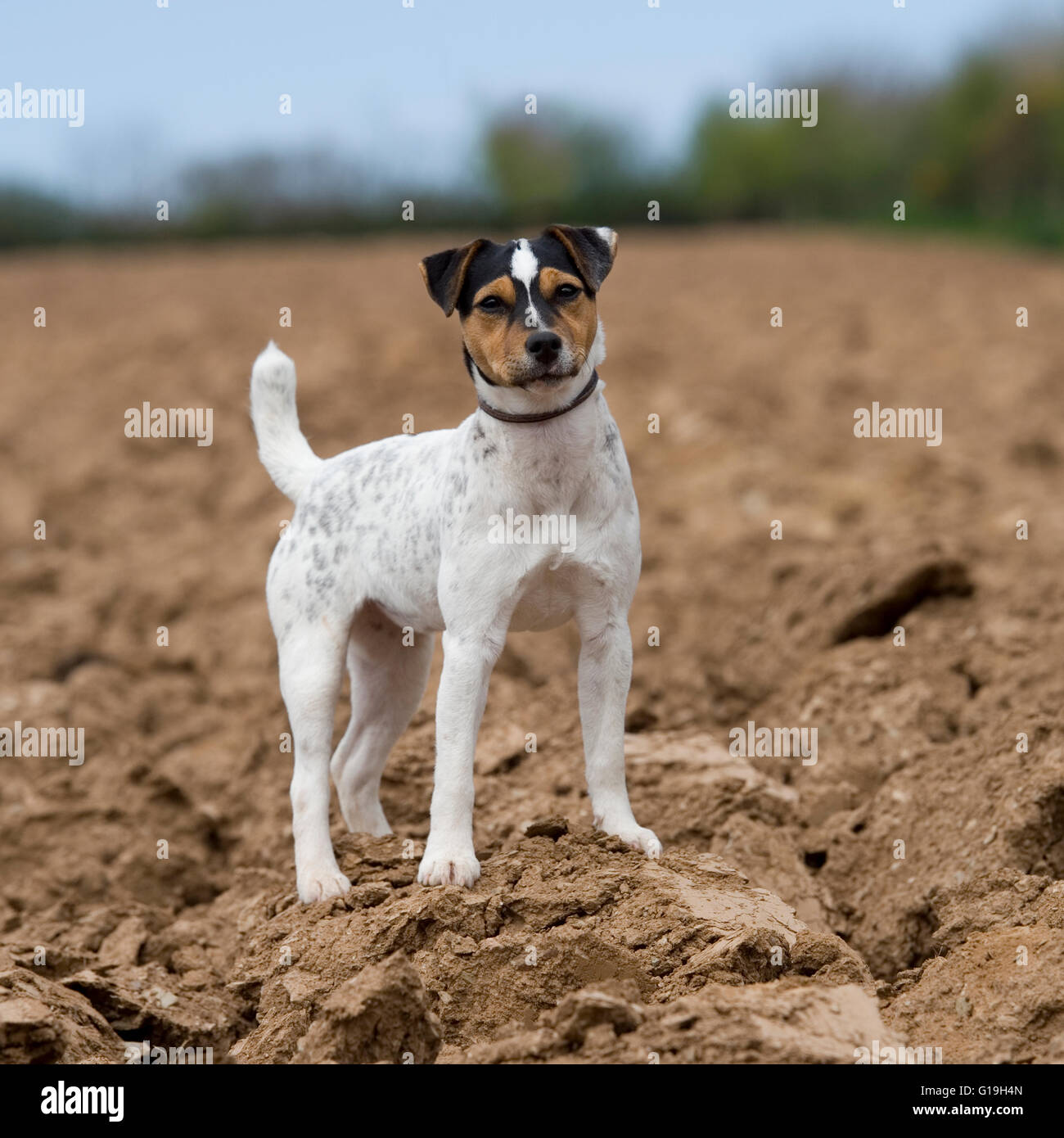 working jack russell Stock Photo