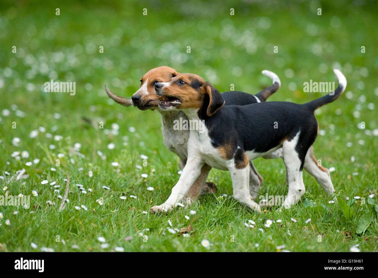two foxhound puppies playing with a pheasant feather Stock Photo