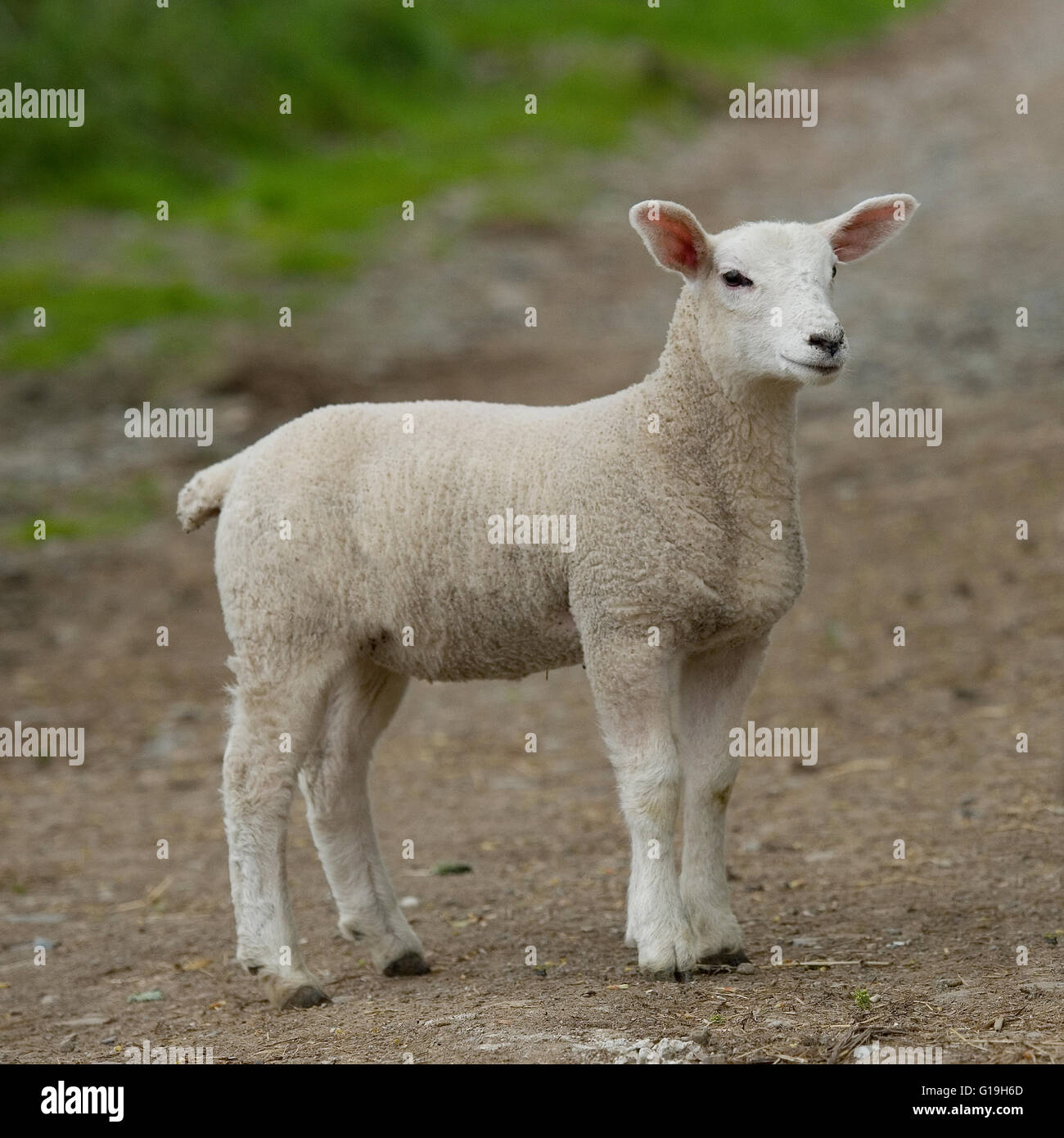 lamb sheep Stock Photo