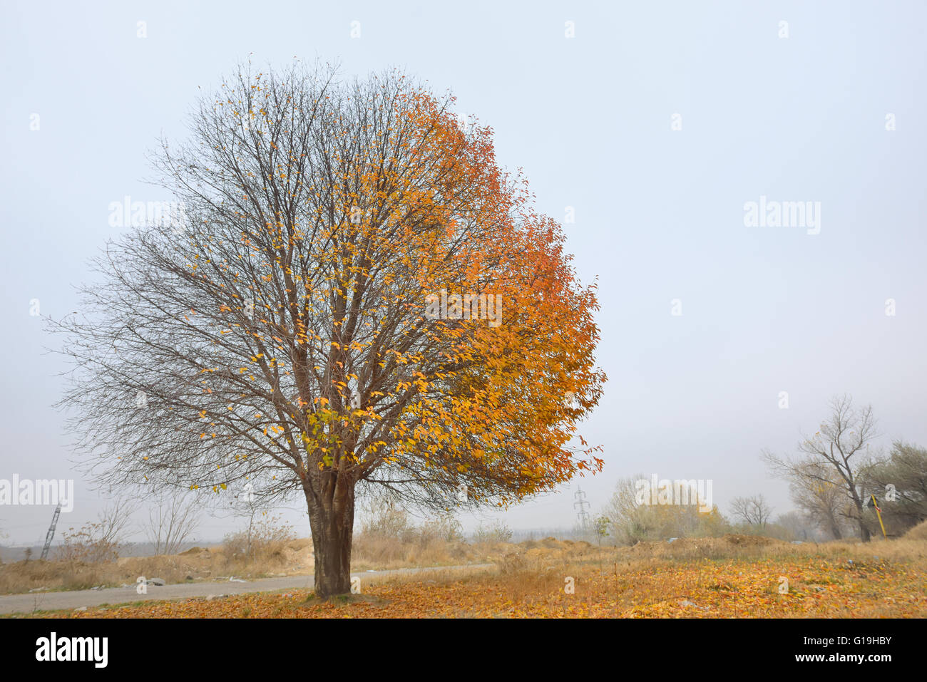 Alone birch tree in autumn time Stock Photo