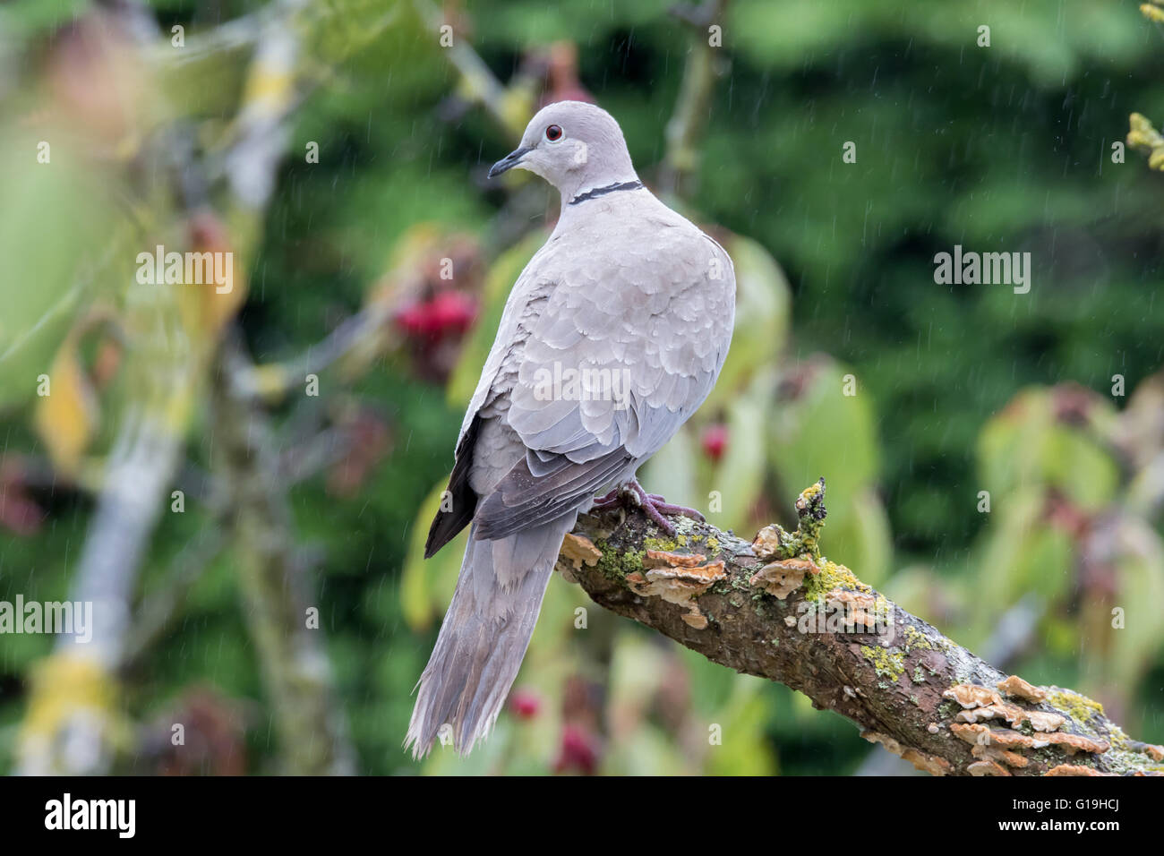 Collared Dove (Streptopelia decaocto Stock Photo Alamy