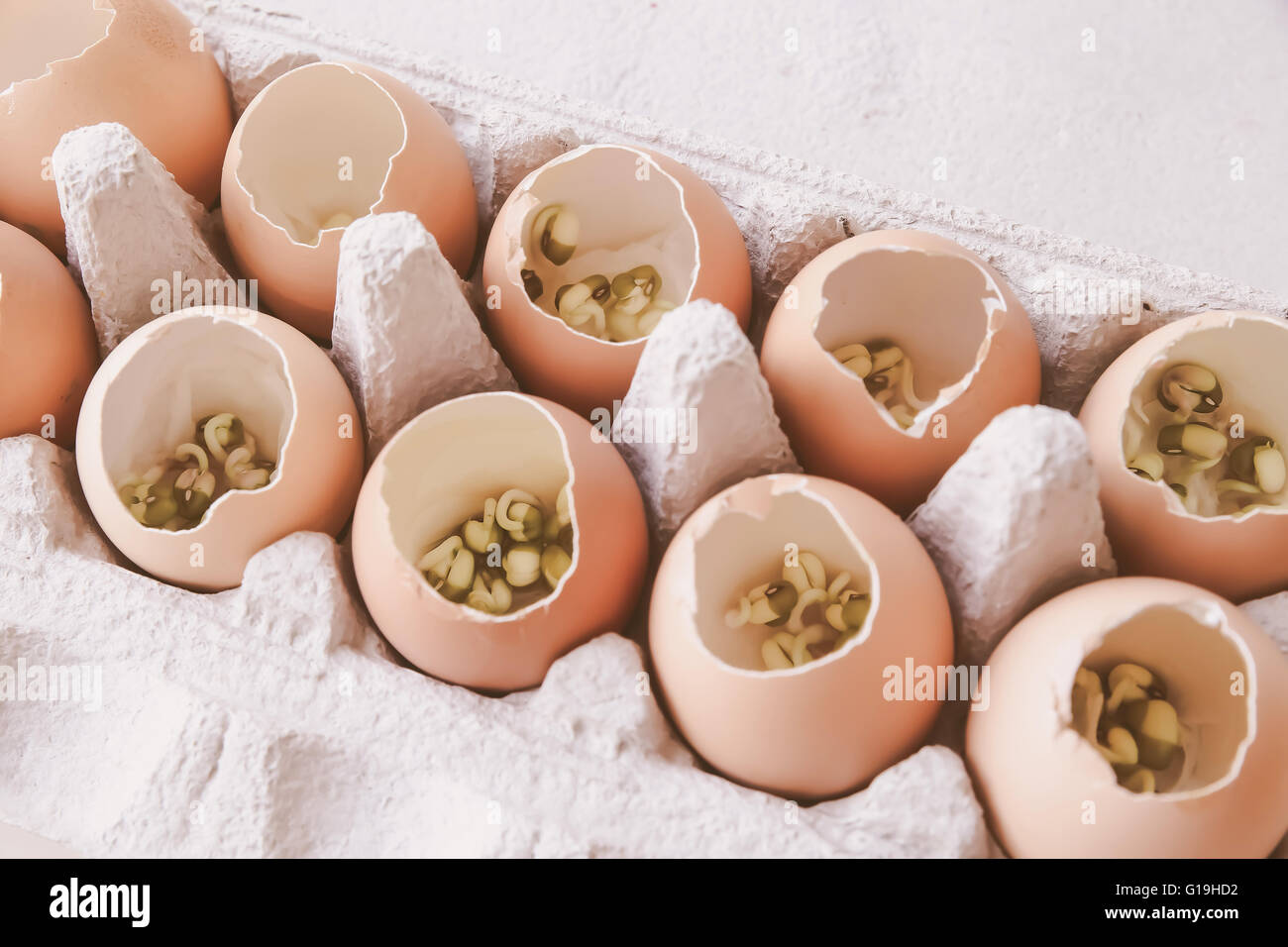 young plants in eggshells, eco concept Stock Photo