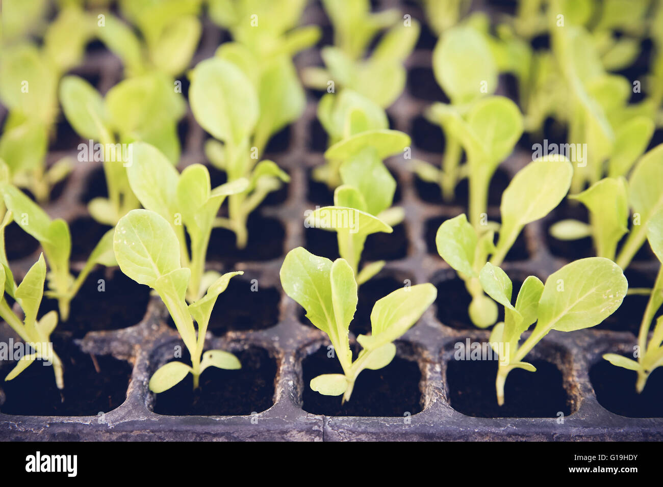 young organic plants in nursery tray Stock Photo