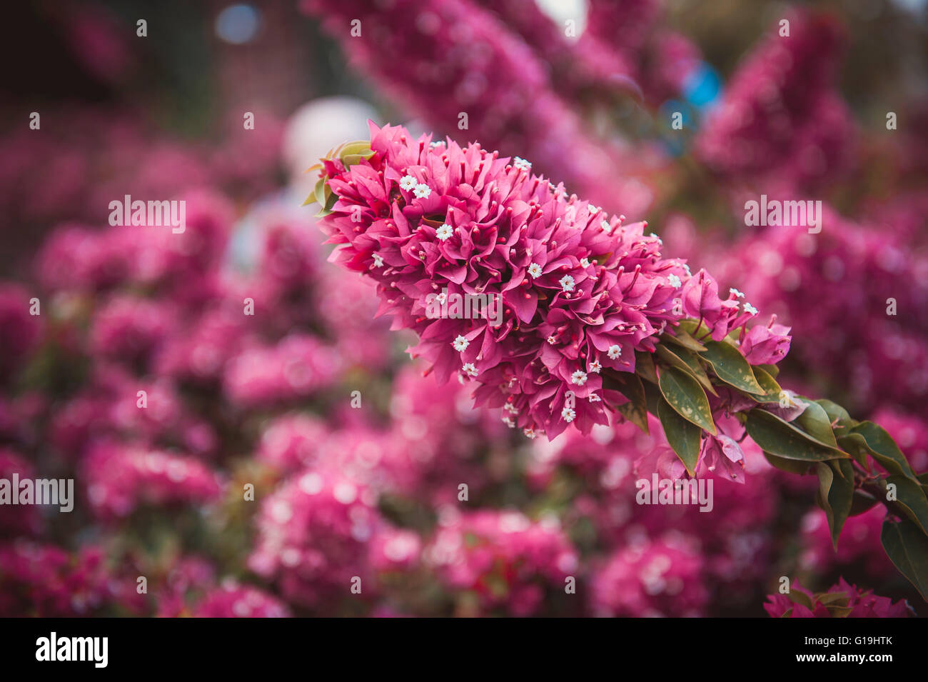 field of pink flowers, summer/ fall background, nature landscape Stock