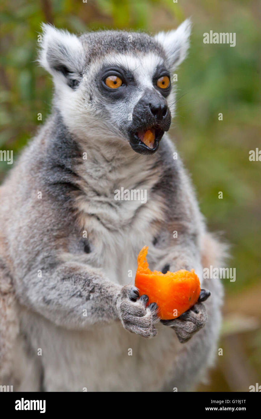 A single Ring Tailed Lemur eating some fruit Stock Photo