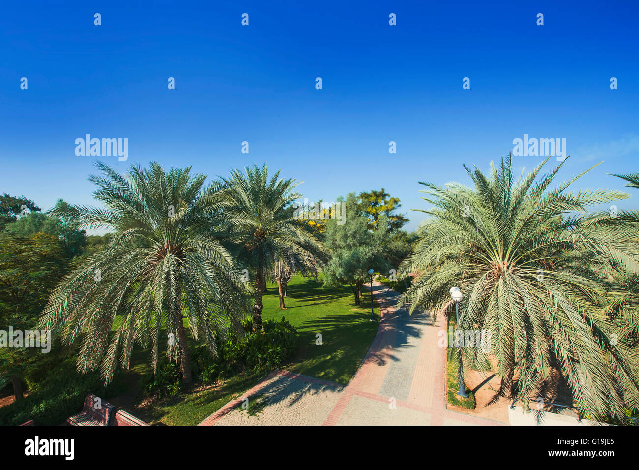 Palm Trees in Jumeirah, Dubai, United Arab Emirates Stock Photo Alamy